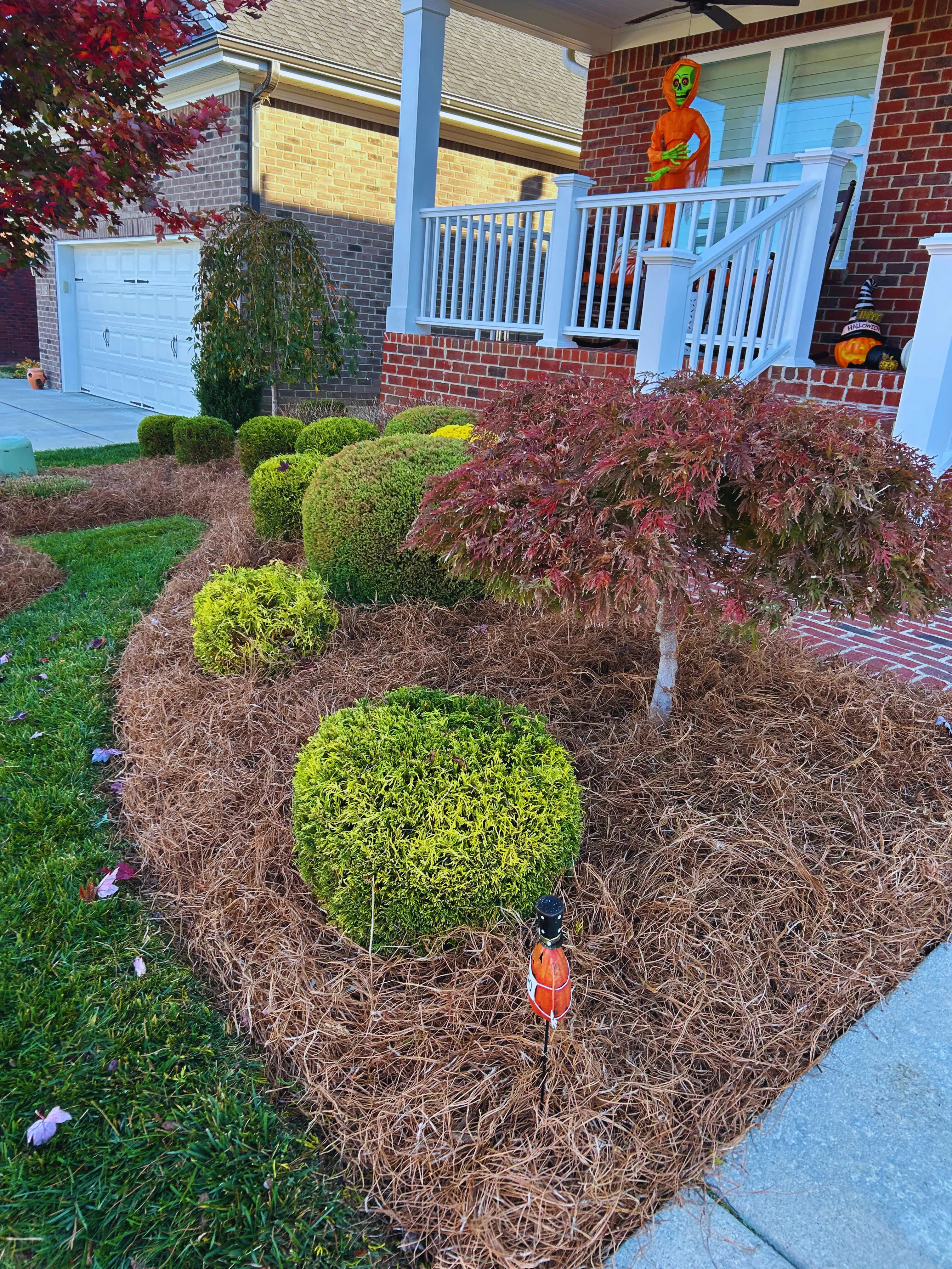 A bed of pine-straw mulch with manicured boxwoods and a Japanese maple by the front porch