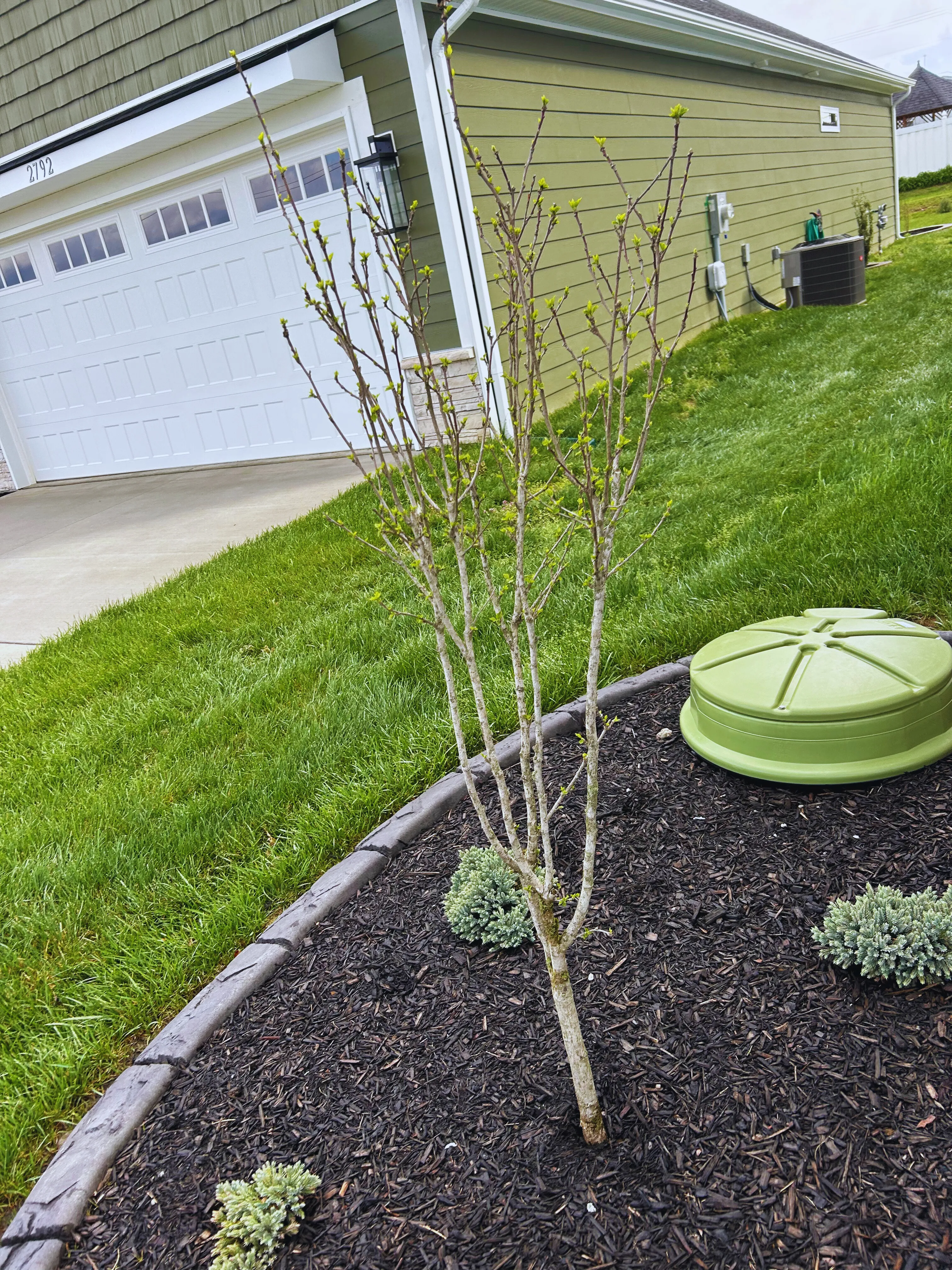 A young tree planted in a dark-curbed mulched bed beside a garage